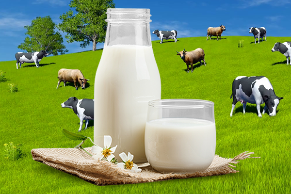 Молоко и коровы на пастбище