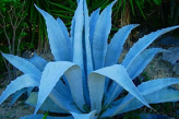 Голубая агава - источник полезных для костей соединений