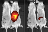 Уменьшение раковой опухоли у крысы после применения наночастиц
