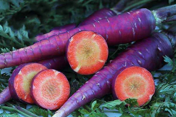 Фиолетовая морковь