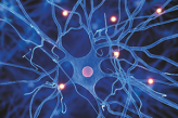 Клетки и нейронный связи мозга