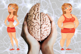 Вес и объём мозга
